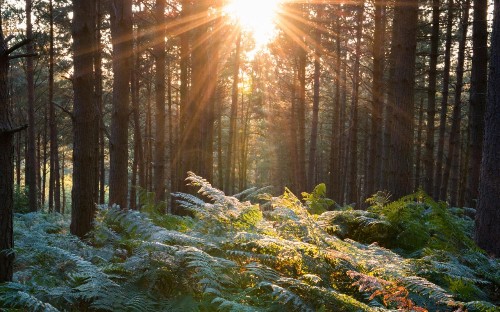 How to visit the real Hundred Acre Wood, home of Winnie the Pooh
