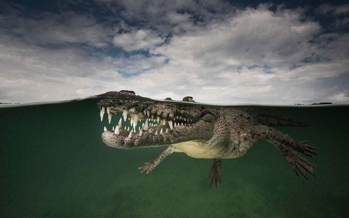 A parallel universe: Windows beneath the waves, in pictures - Telegraph