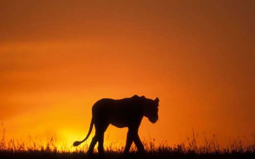 Animal silhouettes from around the world, in pictures - Telegraph