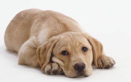 'Facebook for pets' launches