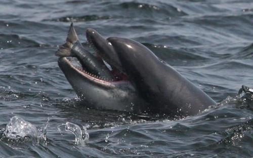 Dolphins recorded having a conversation 'just like two people' for first time