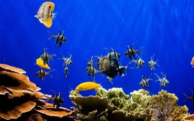 Fish tanks lower blood pressure and heart rate