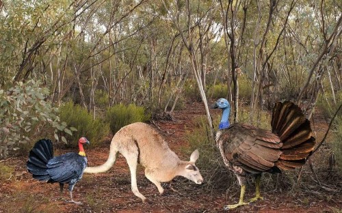 Giant turkeys roamed Australia two million years ago, study finds