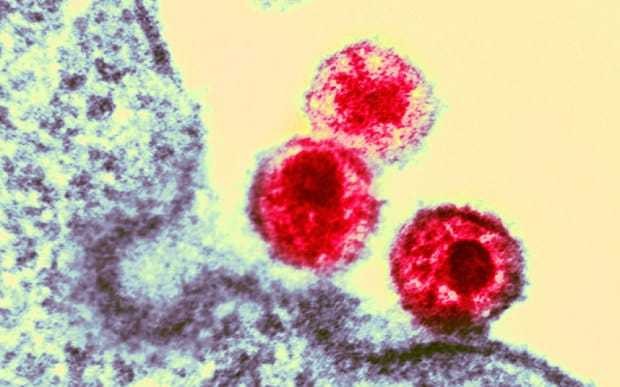 Half of human Aids came from gorillas