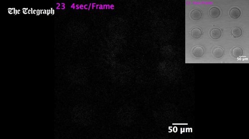 Bright flash of light marks incredible moment life begins when sperm meets egg