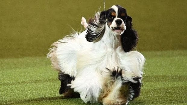 Crufts Best in Show 2017 branded a 'joke' as fans say American cocker spaniel looks nothing like a working dog