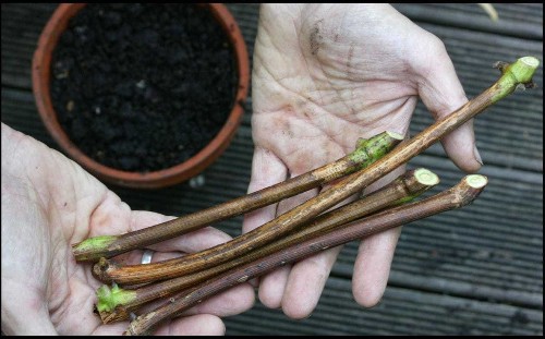 Winter jobs: how to take hardwood cuttings and grow more of your best shrubs and trees