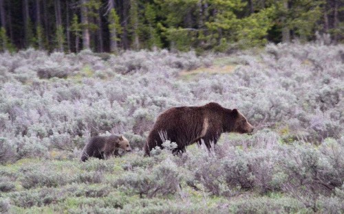 Only cub of beloved grizzly bear is killed by car in American park