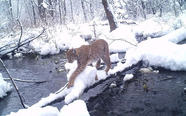 Chernobyl animals thrive in exclusion zone without humans