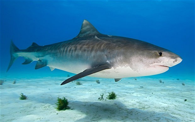 Unprecedented wave of shark attacks causes terror in North Carolina