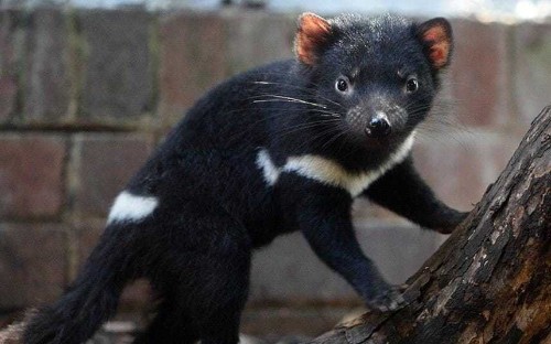 Tasmanian devil developing resistance to deadly face cancer which may allow them to 'save themselves'