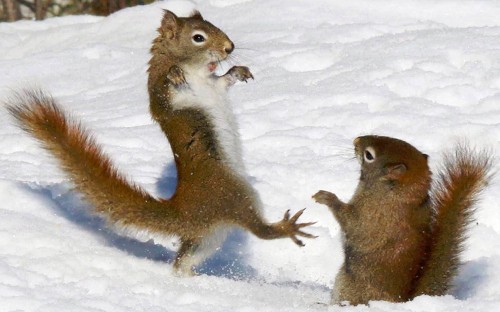 Animal photos of the year 2016