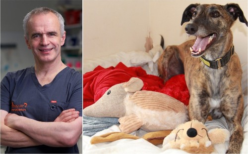 Pet Subjects: 'How can I stop my dog from pulling on the lead?'