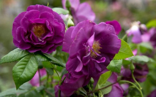 Purple reign: 10 plants to bring shades of ultra violet into your garden