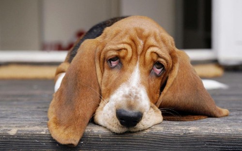 How to spot if your dog is depressed, and what you can do about it