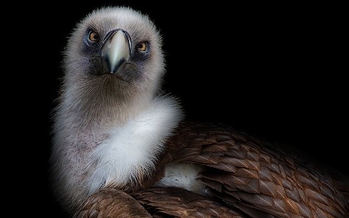 Close up and personal: Pedro Jarque Krebs's haunting animal portraits - Telegraph