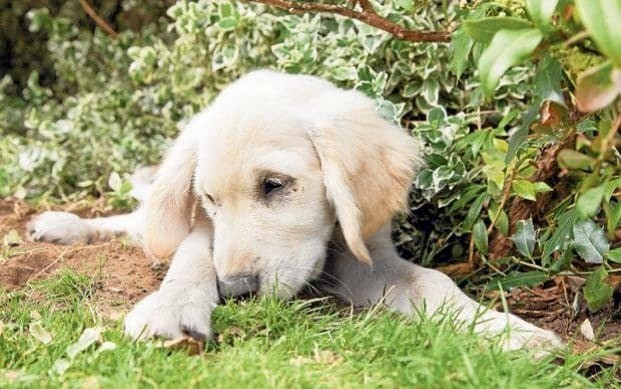 Naughty dogs are suffering from hidden health problems, claims animal expert
