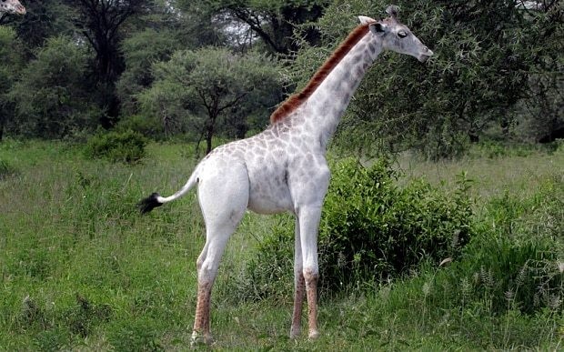 Rare white giraffe spotted in Tanzania could be ‘target’ for poachers