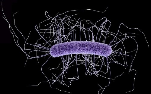 Single course of antibiotics may cause irreversible damage to crucial gut bacteria