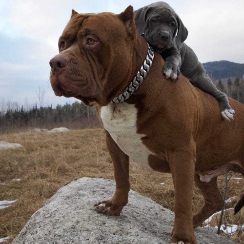 World's largest pitbull has puppies which could be worth $100,000 each