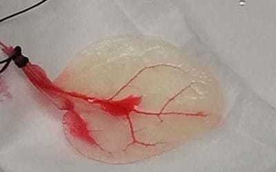 Scientists turn spinach leaf into working heart tissue