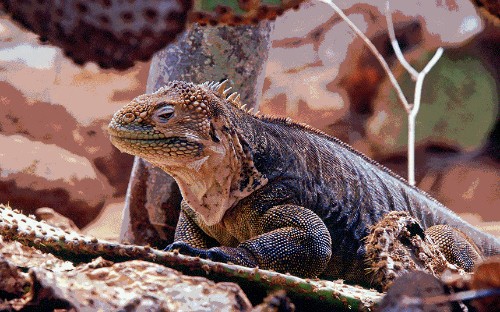 The Galápagos Islands: Trip of a Lifetime