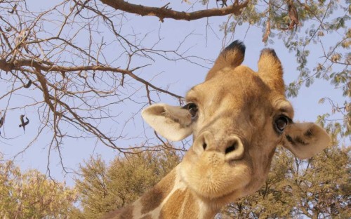 Sir David Attenborough: giraffes are facing 'silent extinction'