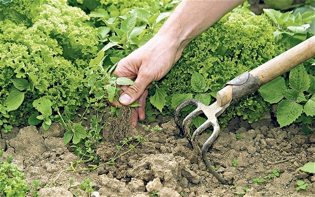 Weedkiller alert over cancer link