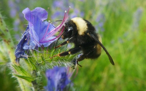 France becomes first country in Europe to ban all five pesticides killing bees