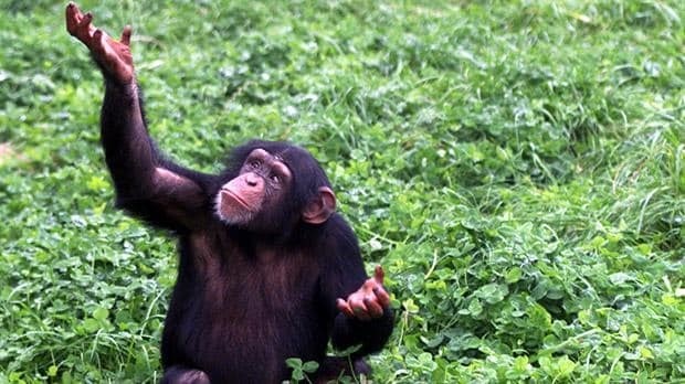 Mysterious chimpanzee behaviour could prove they believe in God, according to scientists