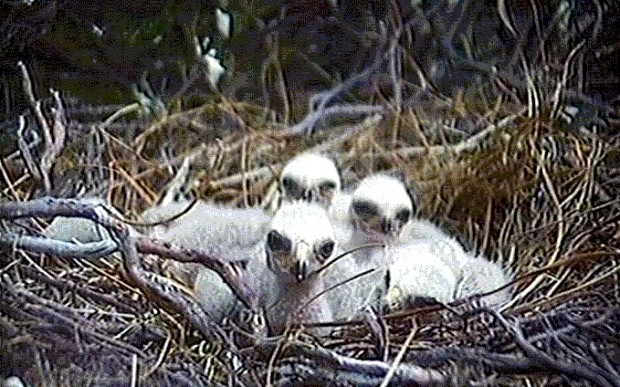 England faces hen harrier wipeout after disappearances