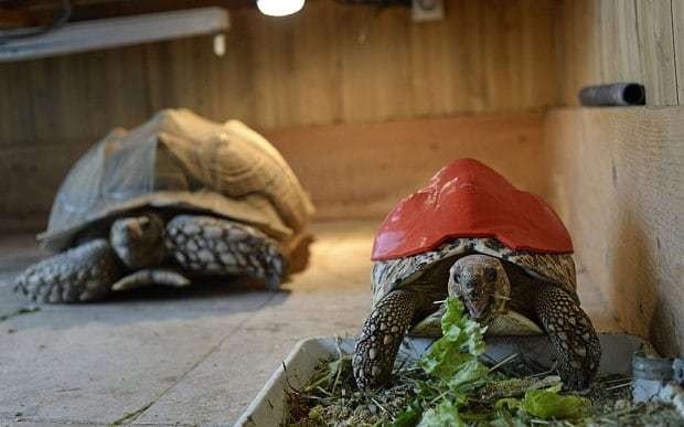 Injured tortoise given 3D printed shell