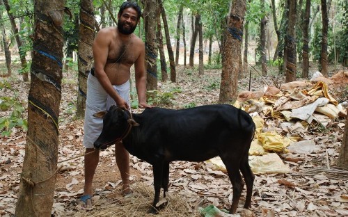 India to fight climate change with 'dwarf cows that rarely break wind'