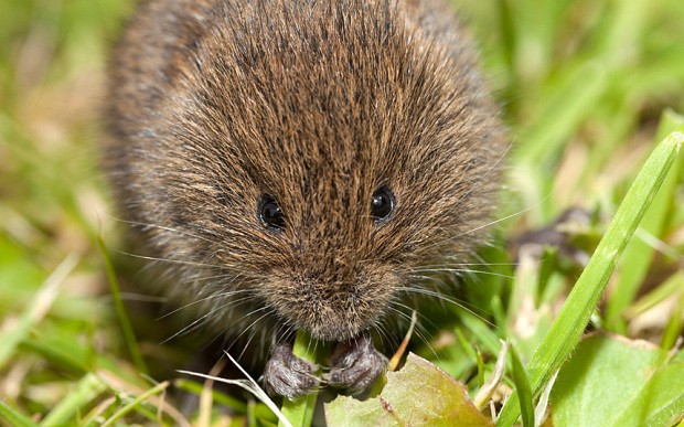 Animals more capable of empathy than previously thought, study finds