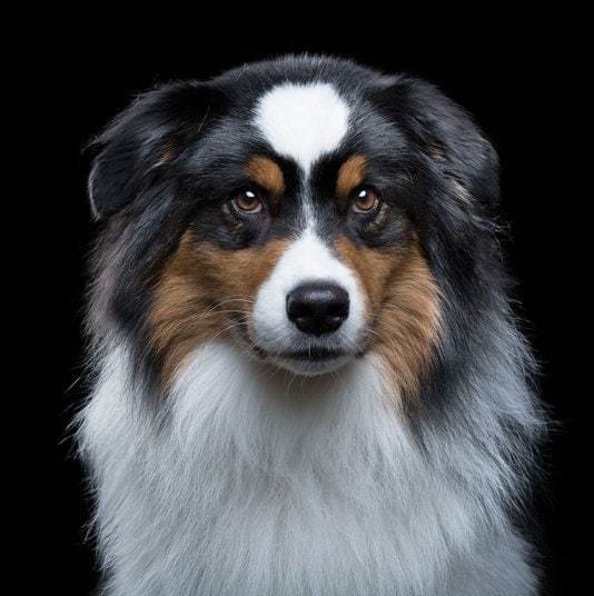 Staring into the souls of cats and dogs, in pictures - Telegraph