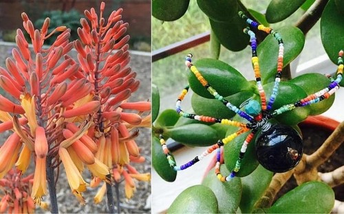 11 houseplants it is almost impossible for even the laziest gardener to kill