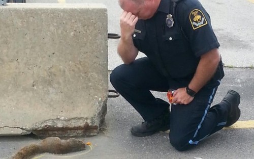 “RIP little buddy” death of “police squirrel” mourned in the US