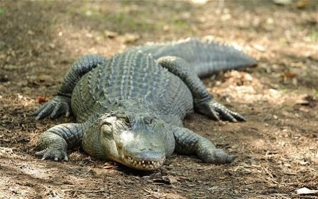 Police find alligators eating human body in Florida