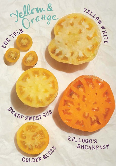 Meet the tomato expert who knows the best varieties for you