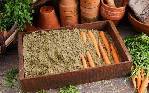 How to store autumn fruit and veg to last all winter