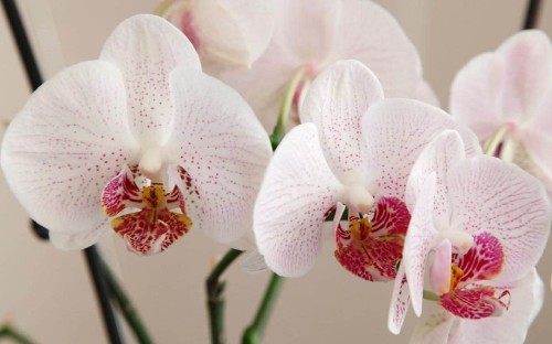 The best houseplants to clean the air in your home, as recommended by NASA