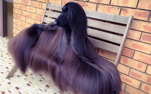 'World's prettiest dog' becomes social media sensation because of her gorgeous hair