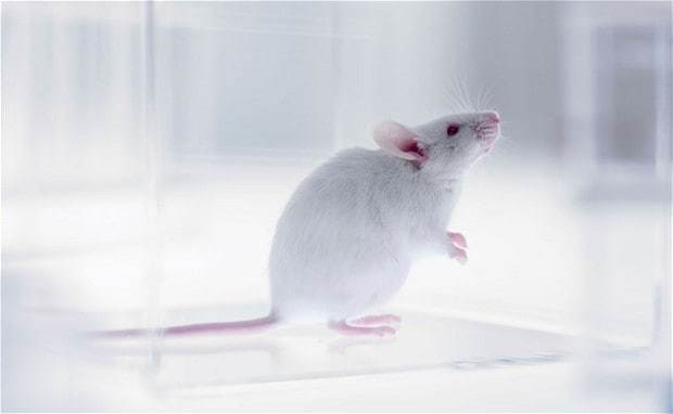 Could switching off single gene extend life by 12 years?