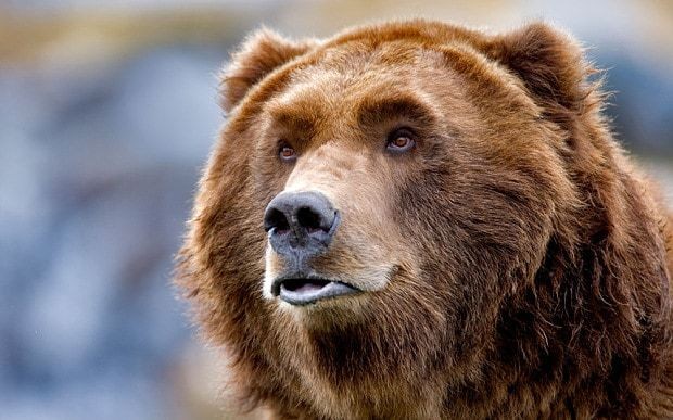 Sweet-toothed bear breaks into bakery - but turns down strawberry and rhubarb pie