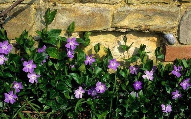 The perfect plant for... ground cover
