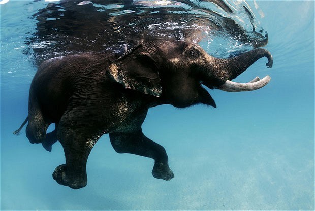 Why elephants could hold the cure for cancer