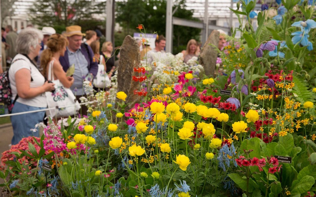Chelsea Flower Show plants for sale - the show-stoppers that would have been at this year's event