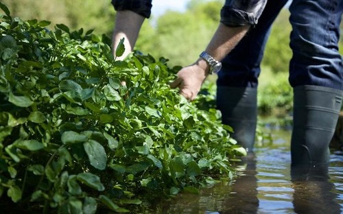 The quiet Hampshire town that's obsessed with watercress