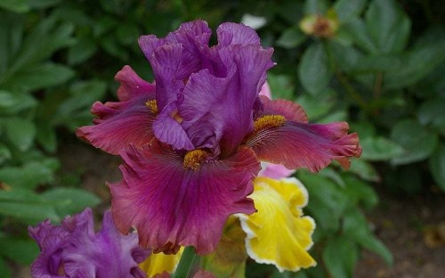 Chelsea Flower Show 2013: glorious new plants on show - Telegraph