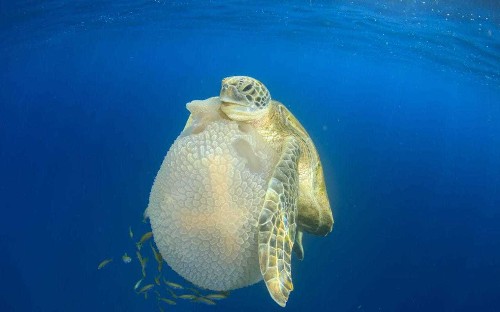 Turtles evolve to use flippers like hands and karate-chop prey